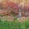 Dytik dvoupruhy - Burhinus bistriatus - Double-striped Thick-knee o9626